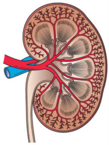 kidneys